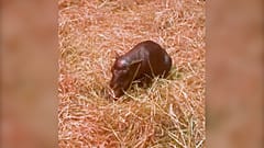 Hipopótamo pigmeo recién nacido Haggis