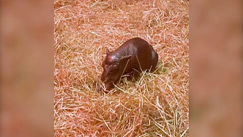 Hippopotame pygmée nouveau-né Haggis