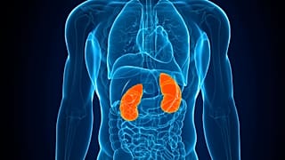 L'esposizione ai PFAS altera la salute dell'intestino, causando potenzialmente danni ai reni nei giovani adulti, secondo uno studio