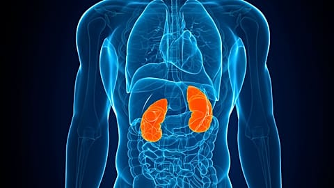PFAS exposure disrupts gut health, potentially causing kidney damage in young adults, study finds