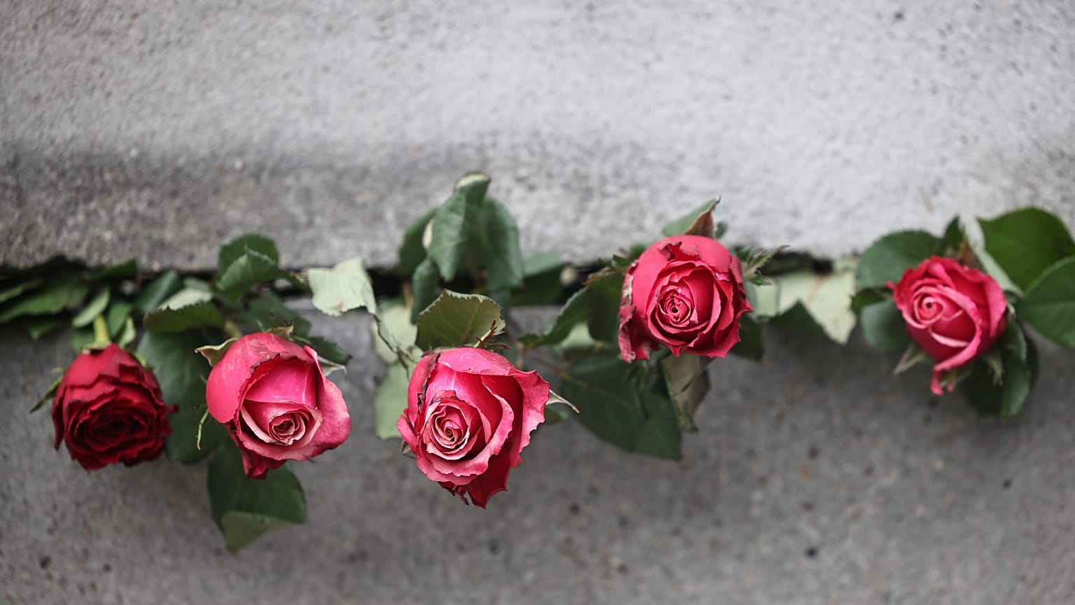 Flores.
