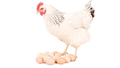 ¿Pollo o huevo?