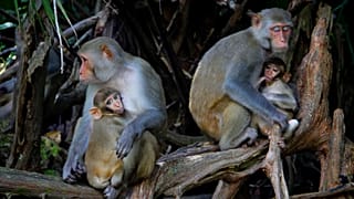 FILE- In this Sept. 17, 2013, file photo female Rhesus Macaques nurse their young along the Silver River in Silver Springs State Park in Florida. 