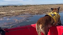 Um dos cães da UME a trabalhar.