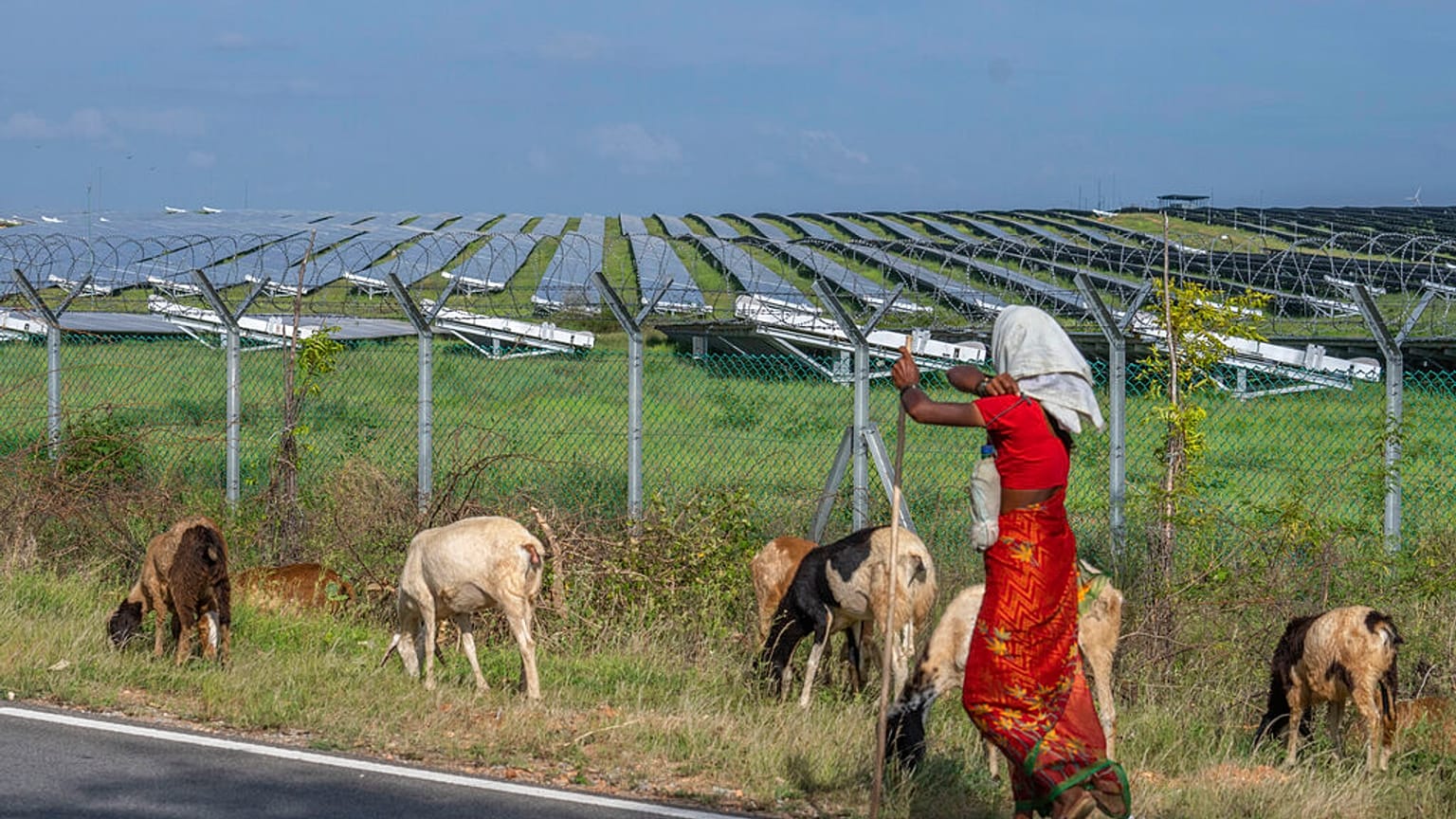 Una mujer pasta sus ovejas cerca de una planta de energía solar en el distrito de Pavagada Tumkur, en el estado de Karnataka, en el sur de la India, el jueves 15 de septiembre
