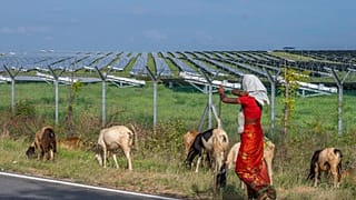 Una mujer pasta sus ovejas cerca de una planta de energía solar en el distrito de Pavagada Tumkur, en el estado de Karnataka, en el sur de la India, el jueves 15 de septiembre