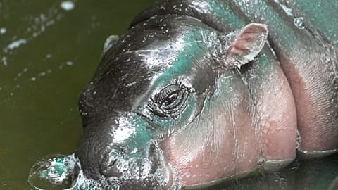 L'ippopotamo virale Moo Deng pubblica un singolo ufficiale in quattro lingue 