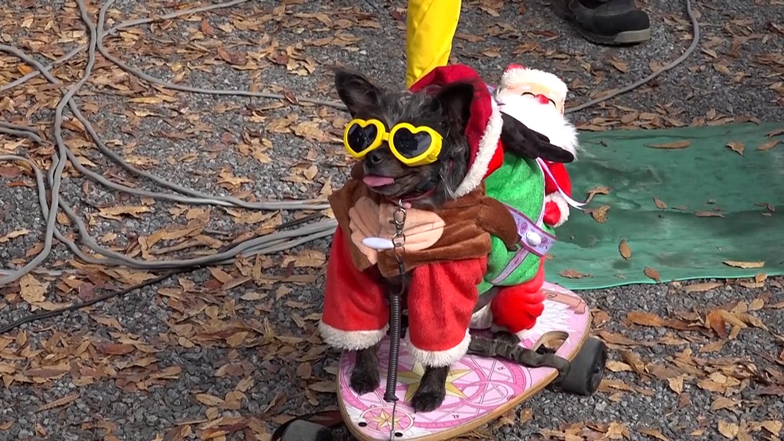 Petit chien déguisé en Père Noël pour le défilé du Père Noël à Tokyo, Japon, le 17.11.2024
