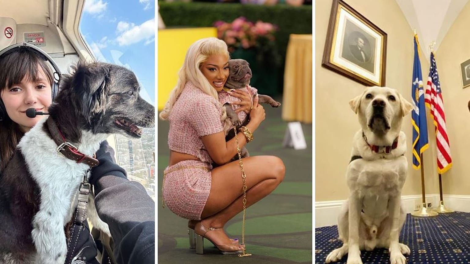 Tek bir Instagram paylaşımından ortalama bir İngiliz'den daha fazla kazanan 'Nepo Pets' ile tanışın 