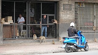 شورش میمون‌ها در تایلند