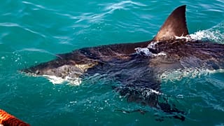 Un gran tiburón blanco en aguas de Gansbaai, Sudáfrica, el 11 de agosto de 2016