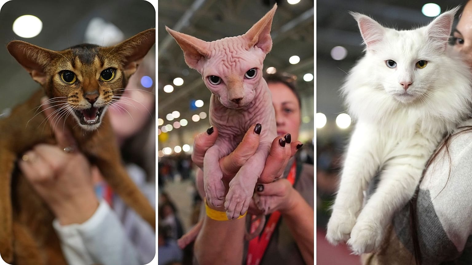 Fluffy felines compete for prizes at Rome's SuperCat Show