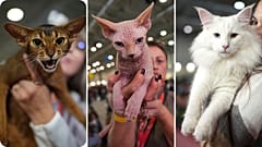 Fluffy felines compete for prizes at Rome's SuperCat Show