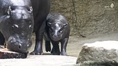 Toni, o hipopótamo pigmeu bebé com a sua mãe Debbie, Jardim Zoológico de Berlim, Berlim, Alemanha, 19.11.2024