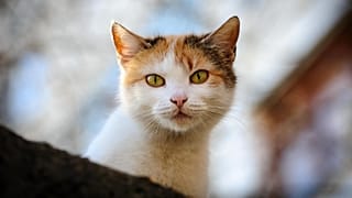 گربه
