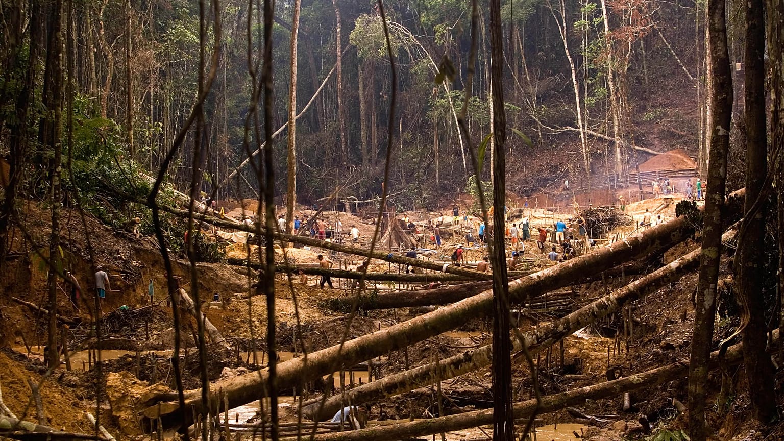 New EU rules aim to combat global deforestation by imposing due diligence obligations on traders importing raw materials such as beef, cocoa, coffee, and soy into the EU.