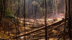 New EU rules aim to combat global deforestation by imposing due diligence obligations on traders importing raw materials such as beef, cocoa, coffee, and soy into the EU.