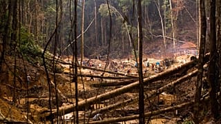 New EU rules aim to combat global deforestation by imposing due diligence obligations on traders importing raw materials such as beef, cocoa, coffee, and soy into the EU.