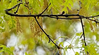 An oak tree with pollen and a drop of water hanging among the branches.