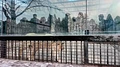 Il leone regalato dal presidente russo Vladimir Putin in un recinto dello zoo di Pyongyang, Corea del Nord, 20 novembre 2024