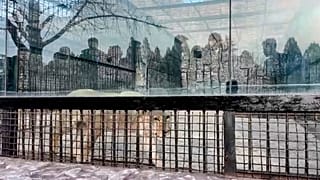 Il leone regalato dal presidente russo Vladimir Putin in un recinto dello zoo di Pyongyang, Corea del Nord, 20 novembre 2024