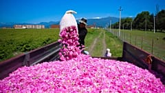 A man pouring roses into the truck