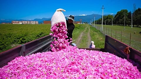 Un hombre vierte rosas en un camión