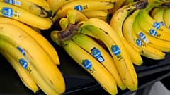 عرض الموز في مركز Fresh Start Food Hub & Market في مانشستر، نيو هامبشاير، يوم الخميس 15 يونيو 2023. 