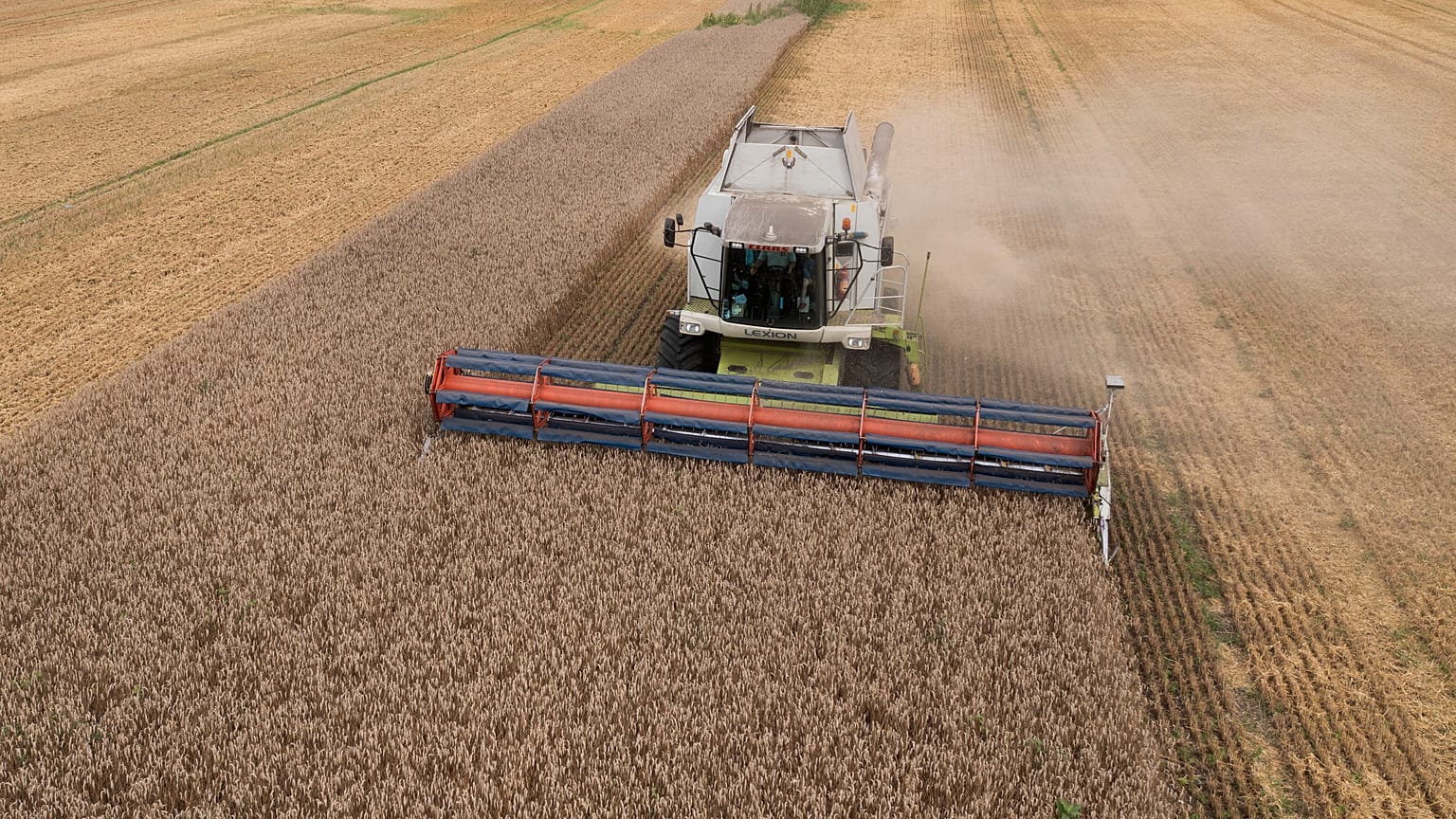 Ceifeiras recolhem trigo na aldeia de Zghurivka, 9 de agosto de 2022