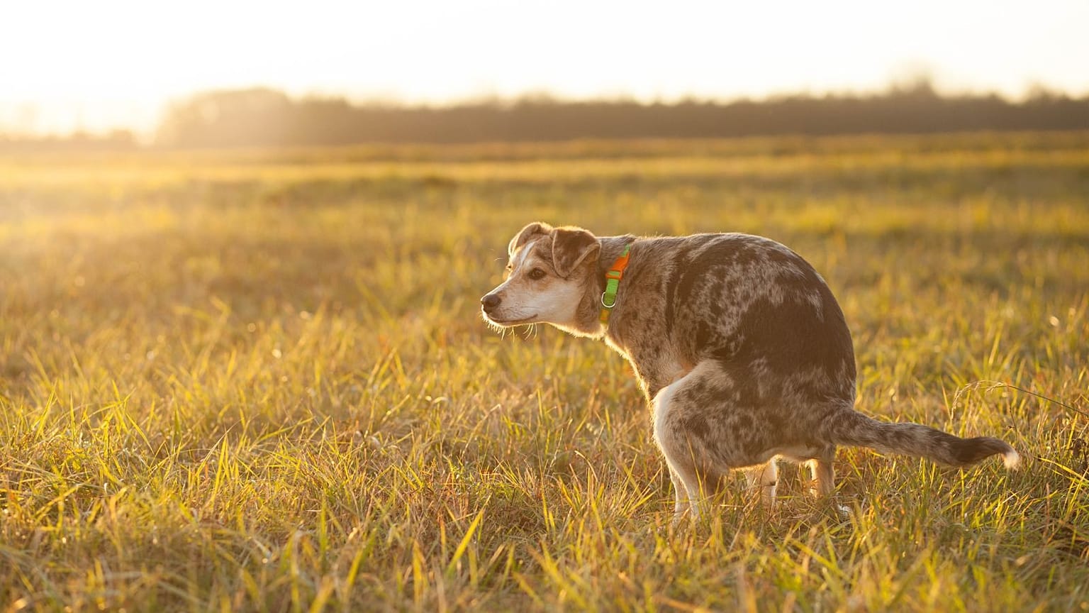 Bu stok fotoğrafta bir köpek bir arazide görülüyor