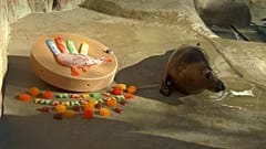 Los animales del zoo de Chicago se dan un festín anticipado de Acción de Gracias.