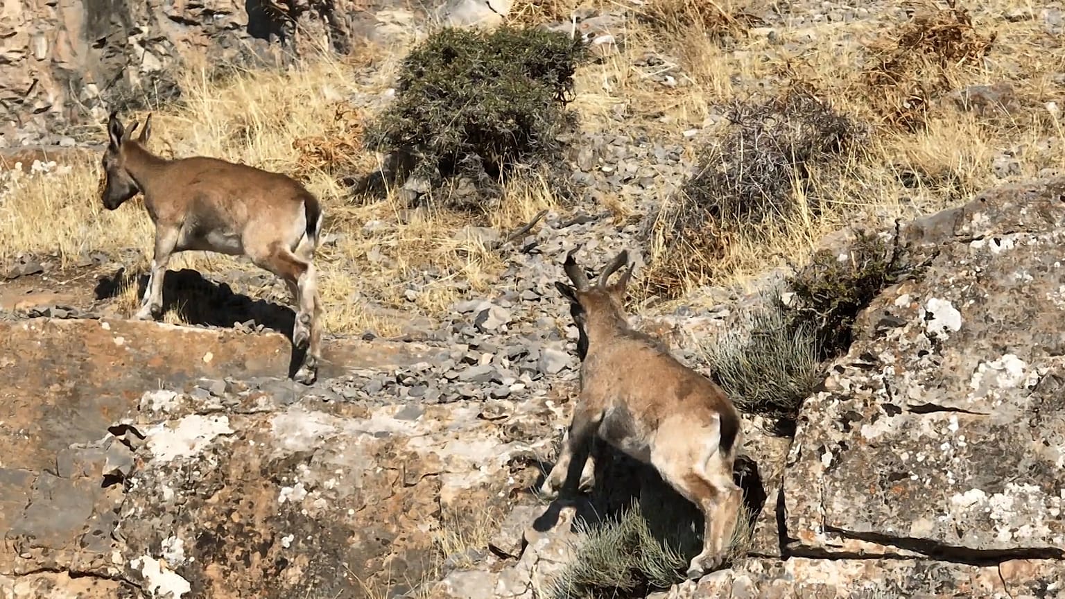 Come le azioni di conservazione in Uzbekistan stanno ripristinando la biodiversità