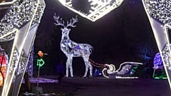 Frida Kahlo, the Taj Mahal and Chinese dragons enchant at Sofia's festive light show