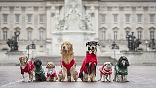 Dog owners dress their beloved pets in Christmas jumpers for festive parade in London