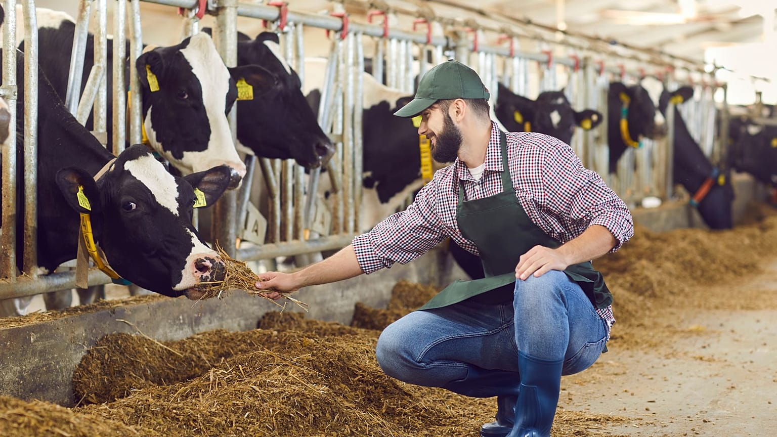 Un lavoratore dell'azienda lattiero-casearia siede in una stalla con il bestiame