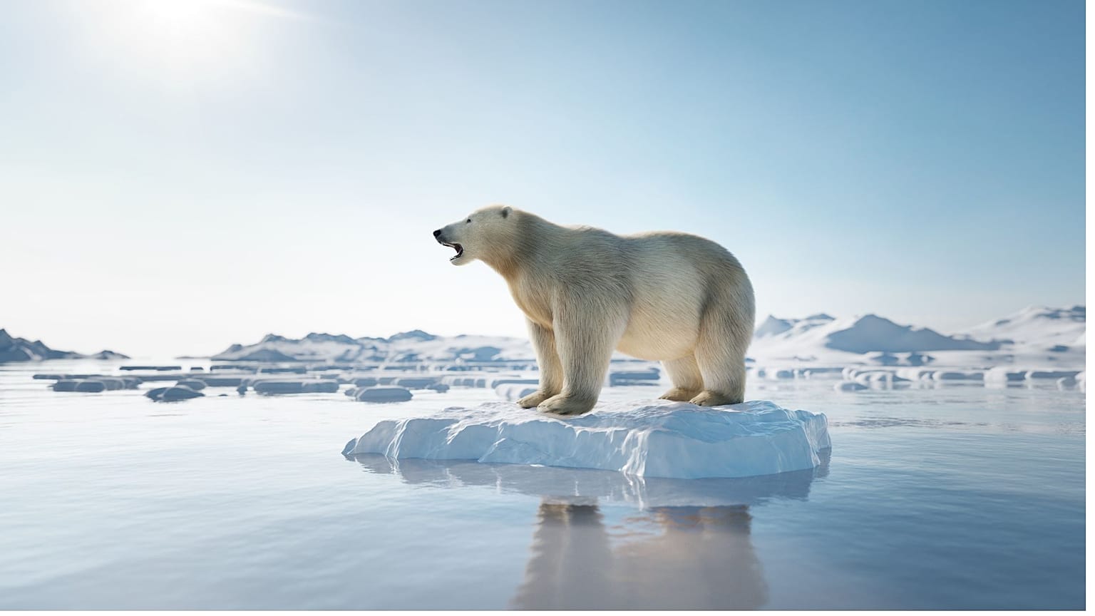 خرس بر روی یخ های قطبی