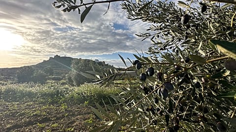 El pueblo de Oliete revive gracias al aceite de oliva y a los nómadas digitales