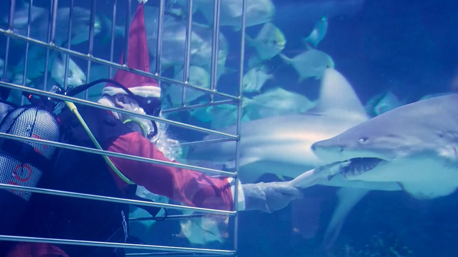 Papá Noel da de comer a los tiburones en el acuario Tropicarium de Budapest, Hungría, 05.12.2024
