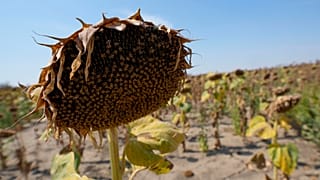 Verwelkte Sonnenblumen auf einem Feld in der Nähe der Stadt Becej, Serbien,