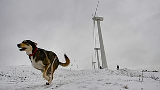 Un perro corre entre el paisaje eólico nevado de la Sierra del Perdón, en Navarra