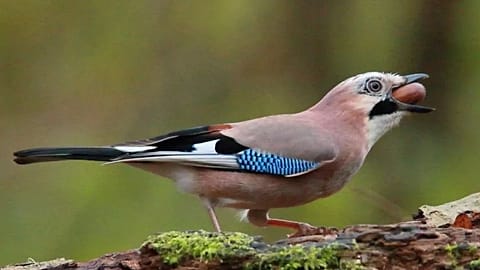 Un uccello ghiandaia con una ghianda