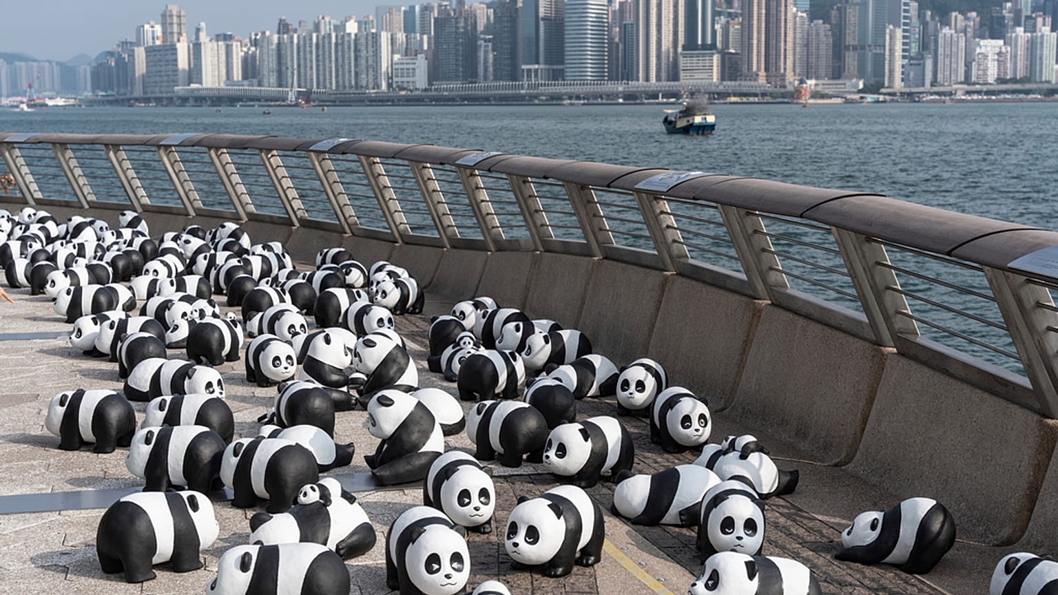 Algumas das 2500 esculturas de pandas estão expostas no Victoria Harbour durante a exposição temática Panda Go! Hong Kong, China, 08.12.2024