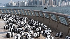 Une partie des 2 500 sculptures de panda sont exposées au port de Victoria lors de l'exposition sur le thème du panda Panda Go ! Hong Kong, Chine, le 08.12.2024