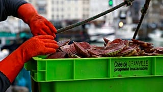 Un pescador quita una cuerda alrededor de una caja de vieiras pescadas en aguas europeas