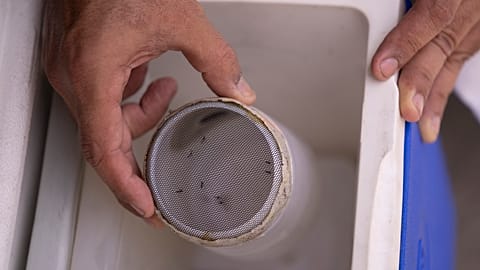 Mosquitoes are kept in a container for lab analysis in Brazil in February 2024.