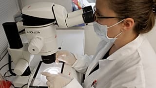 Um investigador associado expande células estaminais embrionárias humanas sob um microscópio no Laboratório do Centro de Investigação de Células Estaminais Embrionárias Humanas da Universidade do Michigan, 2008.