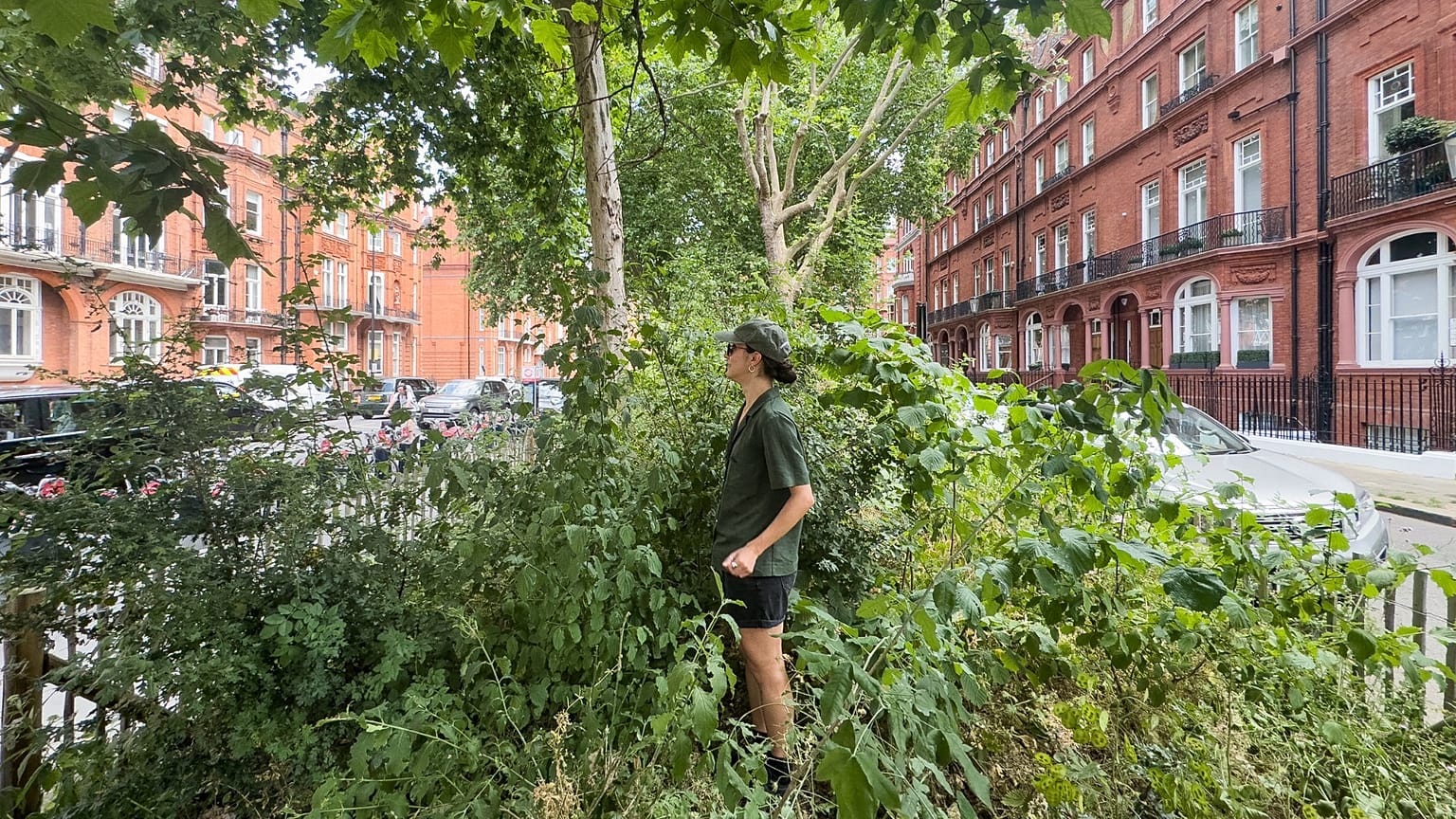 Un microbosque plantado por la organización benéfica Sugi en Chelsea, Londres.