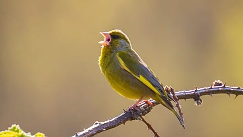 آواز پرندگان