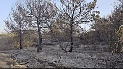 Olivos quemados por el fósforo en el sur del Líbano.