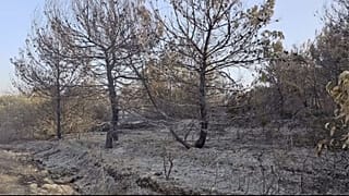 Olivos quemados por el fósforo en el sur del Líbano.